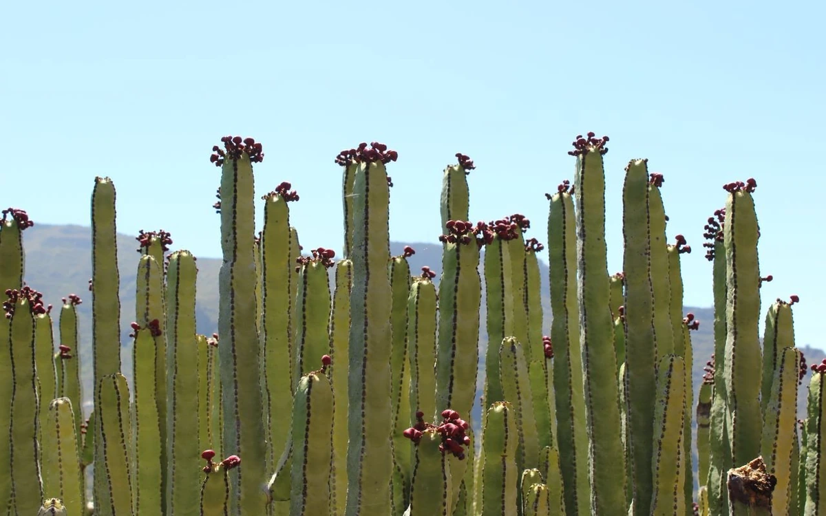 Tall ribbed green columns with dark red tips against a pale blue sky