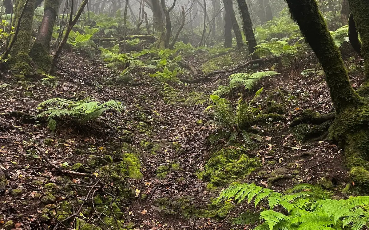 Ferns and mossy stones on a forest floor, with mossy trunks fading into mist