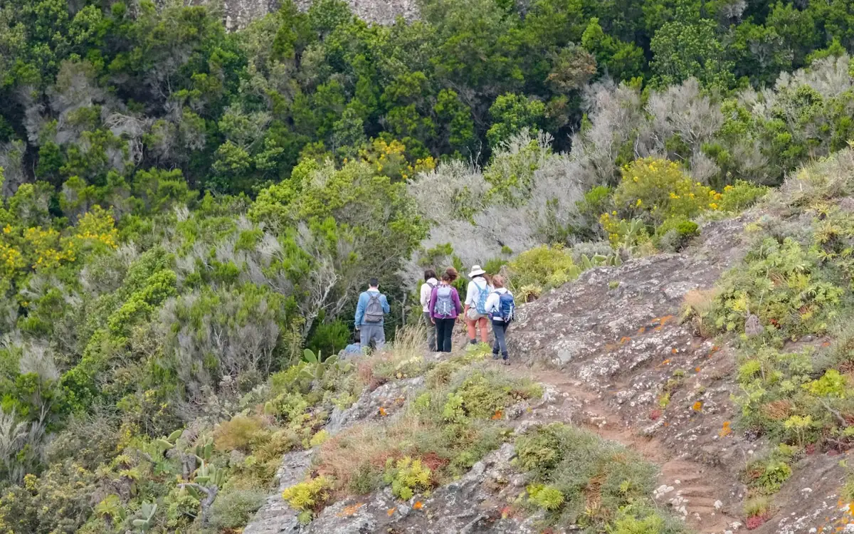Wanderer in einer Reihe auf einem schmalen Pfad durch grünes Gestrüpp in Anaga