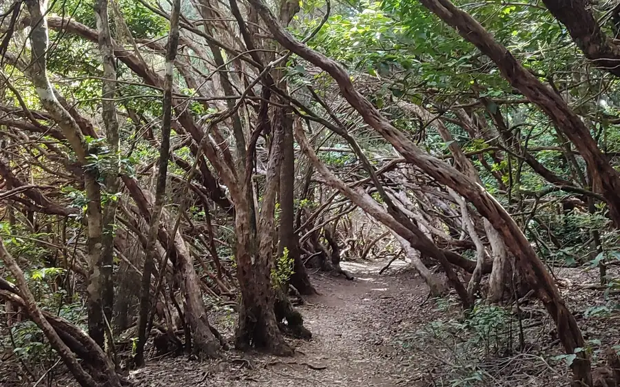 Ein Feldweg, der durch einen Tunnel aus verdrehten, geneigten Bäumen führt