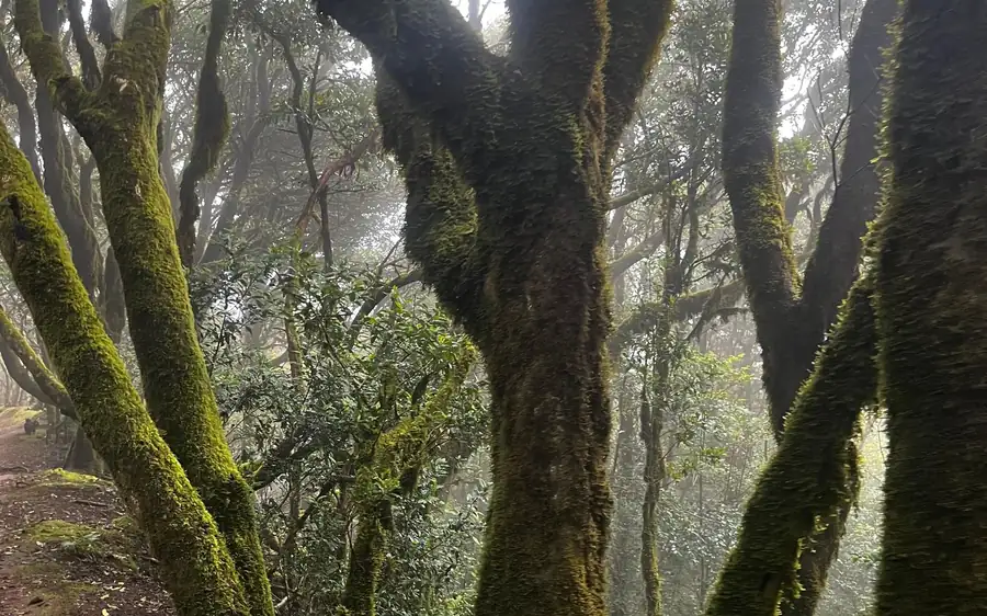 Dicke, moosbedeckte Stämme in einem nebligen grünen Wald