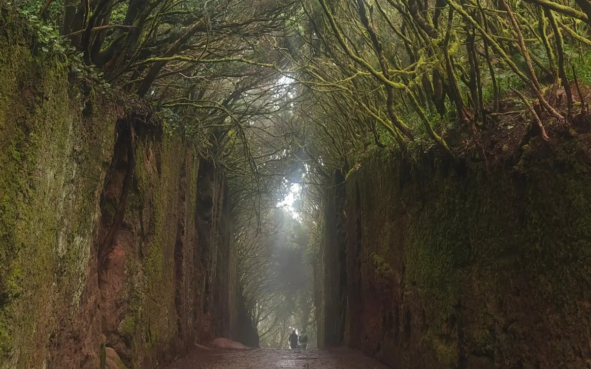 Un camino hundido entre muros altos y musgosos bajo ramas de laurel arqueadas