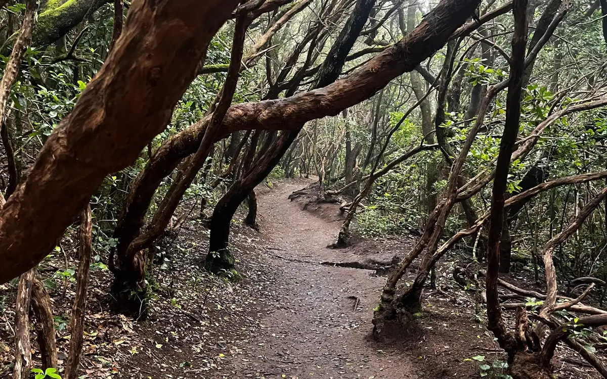 Tronchi e rami di lauro contorti che si inarcano sopra un sentiero sterrato in una foresta fitta
